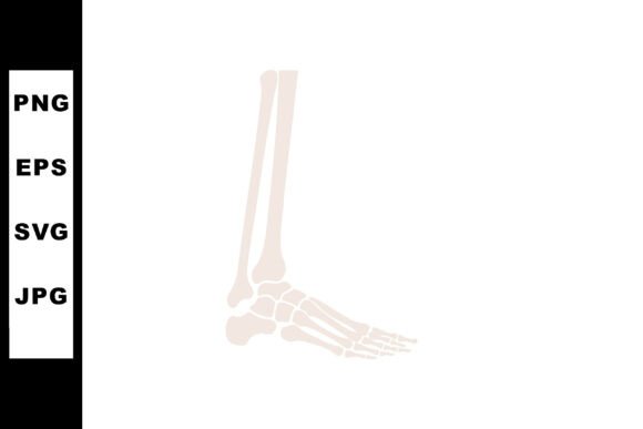 Human Foot Skeleton Bone Anatomy Medical